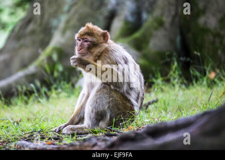 Berberaffe Fütterung auf dem Boden. Stockfoto