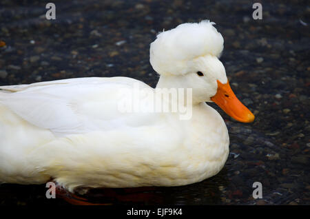 White-Crested Ente schwimmen in den Hafen von Camden, Maine. Stockfoto