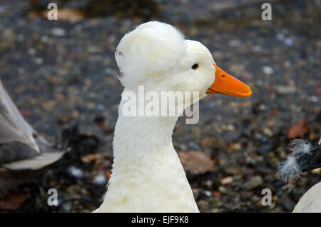 Nahaufnahme eines weißen Crested Ente, Camden, Maine, USA Stockfoto