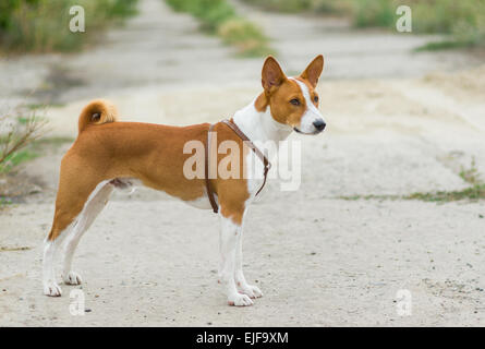 Ganzkörper-Porträt der Basenji Hund Stockfoto