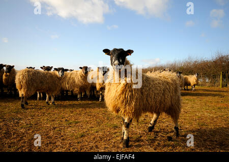 Schafe (Ovis Aries) gruppiert zusammen warten im Bereich gefüttert werden Stockfoto