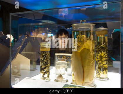 Ein Museums-Mitarbeiter schaut erhaltenen Seeschlangen und eine Krake in Gläsern. Presse-Preview der neuen Ausstellung Korallenriffe: Geheimnis Städte des Meeres am Natural History Museum, London. Die Ausstellung das Leben der Korallenriffe zu erforschen öffnet für die Öffentlichkeit am 27 März und läuft bis zum 13. September 2015. Stockfoto