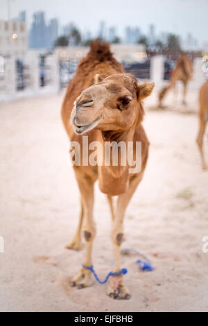 Eine Fütterung in einer Regierung Koppel im Souq Waqif Kamele, hält Doha, Qatar, um einen Passanten zu betrachten. Die Tiere werden von Mount verwendet. Stockfoto