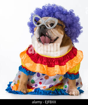 lustiger Hund - englische Bulldogge gekleidet wie ein Clown auf weißem Hintergrund Stockfoto