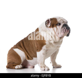 schuldig aussehende Hund - Bulldog mit traurigen Ausdruck auf weißem Hintergrund Stockfoto