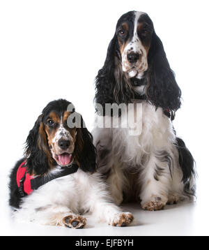 Service-Hunde - zwei Englisch Cocker Spaniels tragen Westen auf weißem Hintergrund Stockfoto