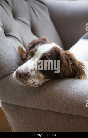 Ein netter müde Springer Spaniel Hund in nachdenklicher Stimmung auf Lieblingssessel zu Hause sitzen Stockfoto