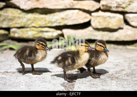 Niedliche geschlüpft flauschige neu Stockente Entenküken, Anas Platyrhynchos in England Stockfoto