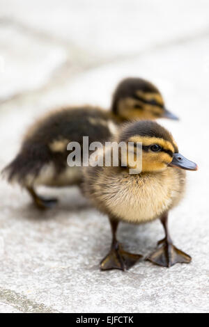 Niedliche geschlüpft flauschige neu Stockente Entenküken, Anas Platyrhynchos in England Stockfoto