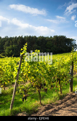 Schwarzen Trauben auf Weinberge für die Weinproduktion Regent roten Wein im englischen Sedlescombe Bio-Weinberg in Kent, UK Stockfoto