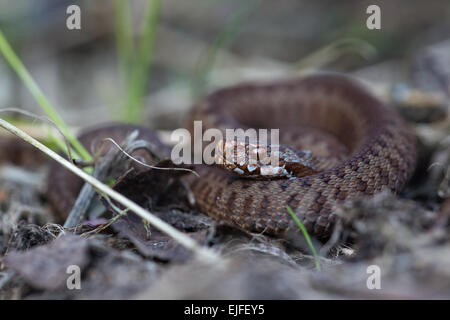 Ende März und eine junge Kreuzotter (Vipera Beru) sonnt sich in späten Vormittag Sonne warm zu halten.  Bei weniger als fünf Zoll lang ist es minute Stockfoto