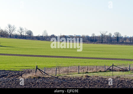 Reihen von Sojapflanzen in einem kultivierten Bauern Feld Stockfoto