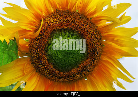 Sonnenblume gegen den bewölkten Himmel. Stockfoto