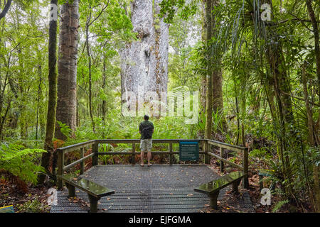 Te Matua Ngahere, Agatis Australis, Kauri-Baum, Waipoua Forest, Nordinsel, Neuseeland Stockfoto