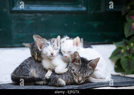 Streunenden Sie verwilderten Mutter Tabby Cat, Felis Catus, mit ihren niedlichen Kätzchen zusammen zusammengerollt in Paleokastritsa in Korfu, Griechenland Stockfoto