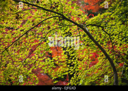 Japanische Ahornbäume (Acer Palmatum), Herbst, Kyoto, Japan Stockfoto