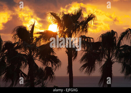 Sonnenuntergang über Palm Trees, Satsuma-Halbinsel, Insel Kyushu, Japan Stockfoto