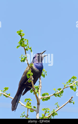 Gemeinsamen Grackle Baum oben im Frühling Stockfoto