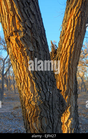 Rio Grande Cottonwood, (Populus Deltoides), im Winter.  Rio Grande Bosque, Albuquerque, New Mexico, USA. Stockfoto