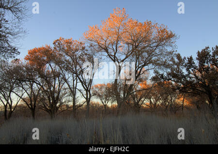 Rio Grande Cottonwood, (Populus Deltoides), im Winter.  Rio Grande Bosque, Albuquerque, New Mexico, USA. Stockfoto