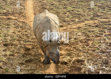 Indischer Rhinoceros zu Fuß auf einer Strecke aber einen schlammigen Feld (nur zur redaktionellen Nutzung) Stockfoto