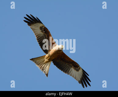 Rotmilan Raubvogel im Flug über Bedfordshire, England Stockfoto