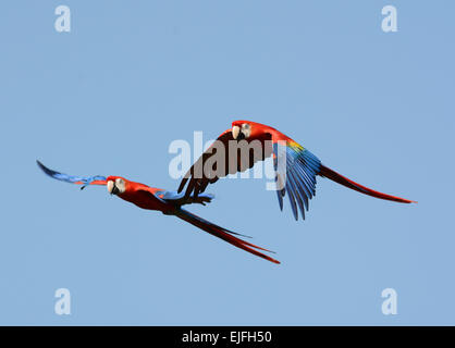 Ein paar Aras im Flug Stockfoto