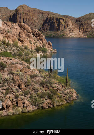 Ansicht des Saguaro am Rand des Canyon Lake reservoir Stockfoto