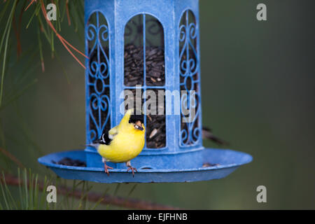 Amerikanische Stieglitz auf ein Futterhäuschen für Vögel im nördlichen Wisconsin Stockfoto