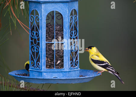 Amerikanische Stieglitz auf ein Futterhäuschen für Vögel im nördlichen Wisconsin Stockfoto