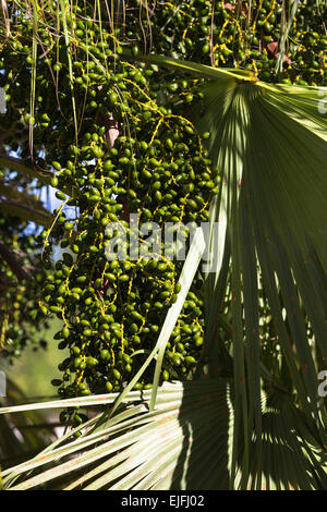 Dattelpalme mit Fülle von Daten wachsen im subtropischen Klima von Korfu, Griechenland Stockfoto