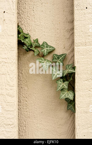 Ivy Vine Zweig wachsen auf einem Holzzaun Stockfoto