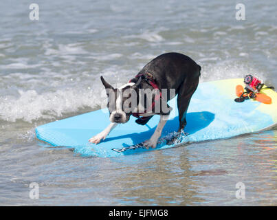 Surfen-Boston-Handtücher Stockfoto