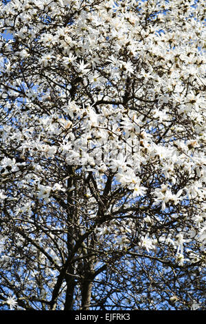 Eine wunderschöne Magnolie blüht in einem botanischen Garten. Stockfoto