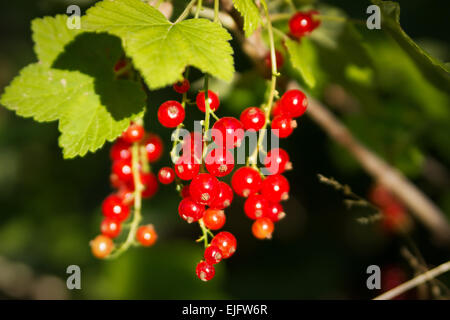 Fresh Red current on a bush in the garden Stockfoto