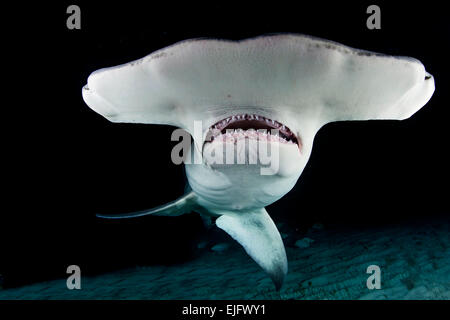 Großer Hammerhai (Sphyrna Mokarran) in der Nacht, Bimini, Bahamas Stockfoto