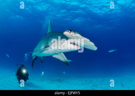 Großer Hammerhai und Taucher (Sphyrna Mokarran), Bimini, Bahamas Stockfoto