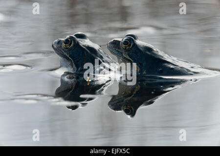 Moor-Frosch (Rana Arvalis), Emsland, Niedersachsen, Deutschland Stockfoto