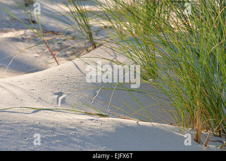 Europäische Dünengebieten Grass oder Strandhafer (Ammophila Arenaria) auf einer Sanddüne, Mecklenburg-Western Pomerania, Deutschland Stockfoto
