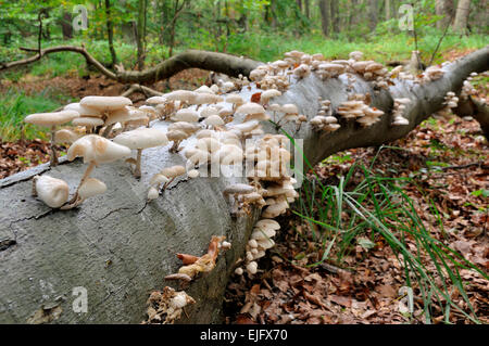 Porzellan-Pilz (Oudemansiella Mucida) auf Buche Totholz (Fagus Sylvatica) im Darßer Wald, Western Pomerania Lagune Stockfoto