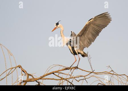 Graue Reiher (Ardea Cinerea) Landung auf einem Baum, Hessen, Deutschland Stockfoto