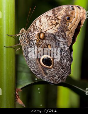 Nahaufnahme eines schönen tropischen Eule Schmetterlinges, Caligo Memnon, in zarten Farben blau und Creme, mit dem charakteristischen Auge Stockfoto