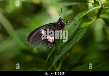 Der rosa Cattleheart Schmetterling, Parides Iphidamas, auf das Grün der vegetation Stockfoto