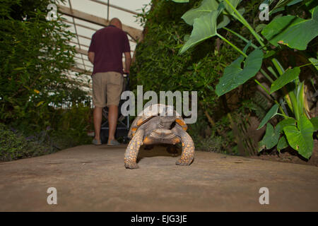 Gelbe Footed Amazon Schildkröte, Geochelone Verbreitungsgebiet, auf den Garten Stockfoto