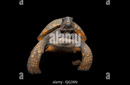 Gelbe Footed Amazon Schildkröte, Geochelone Verbreitungsgebiet auf schwarzem Hintergrund Stockfoto