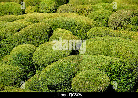 Überhängenden Gärten von Marqueyssac, Vezac, Dordogne, Perigord, Aquitanien, Frankreich Europa Stockfoto