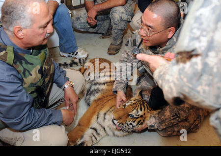 Sediert Tigerbaby bekommt einen medizinischen Check-up von Dr. Mewafak Raffo, links, ein tierärztlicher Berater zugewiesen 1st Armored Division und Major Matt Takara, Kommandant 51. medizinische Abteilung Veterinärmedizin, 248. Medical Detachment Veterinärdienste, 24 März, im Zoo von Bagdad. Der Zoo ist seit den letzten Jahren ein Programm Partnerschaft zwischen irakischen Zoo Arbeiter und US-Streitkräfte.          Irak, US Tierärzten Partner für Bagdad Zoo Tiere /-news/2010/03/29/36504-iraqi-us-veterinarians-partner-to-help-baghdad-zoo-animals/index.html Stockfoto