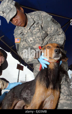 US Armee Sgt. Leona Thomas führt tierärztliche Versorgung an der Monsignore Romero Roman Catholic School im Tal des Friedens, Belize, 23. Juni 2007. Thomas ist das Military Sealift Command Lazarettschiff USNS Comfort T-AH 20, beigemessen, was auf eine viermonatige humanitären Einsatz in Lateinamerika und der Karibik, etwa 85.000 Patienten in einem Dutzend Ländern medizinischen Behandlung anzubieten.  Masse der Kommunikationsspezialist 2. Klasse Joshua Karsten Stockfoto