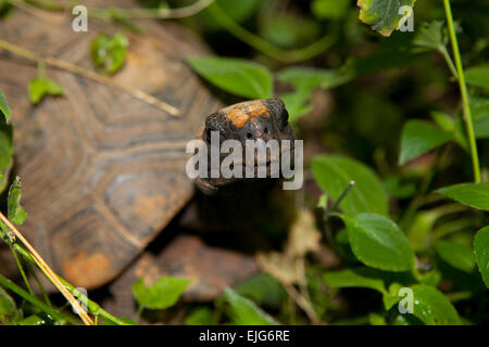 Gelbe Footed Amazon Schildkröte, Geochelone Verbreitungsgebiet Stockfoto