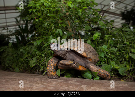 Gelbe Footed Amazon Schildkröte, Geochelone Verbreitungsgebiet Stockfoto